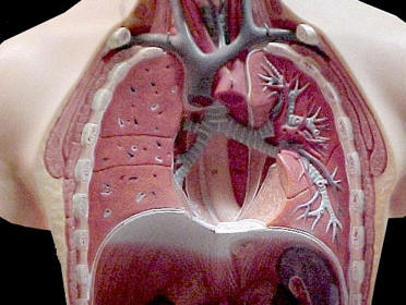 Breathing uzopedia